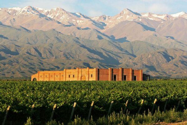 🍇 Mendoza viñas, bodegas y olivos - Image 12