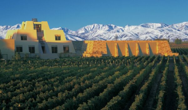 🍇 Mendoza viñas, bodegas y olivos - Image 10