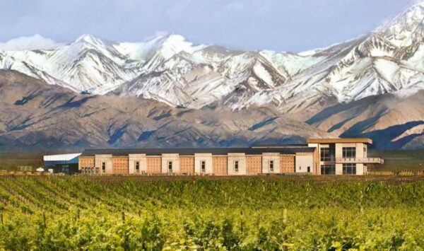 🍇 Mendoza viñas, bodegas y olivos - Image 11