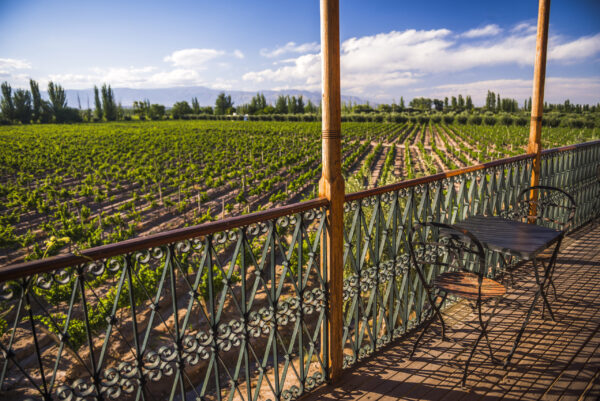 🍇 Mendoza viñas, bodegas y olivos - Image 2