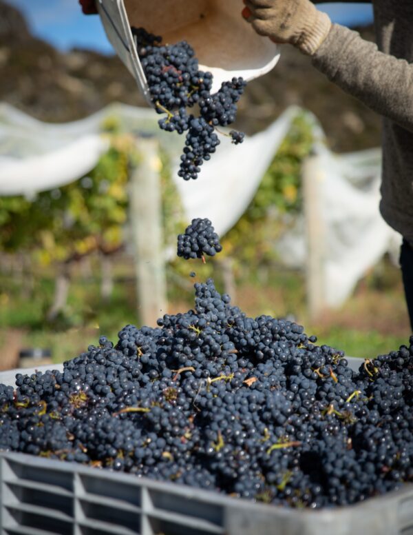 🍇 Mendoza viñas, bodegas y olivos - Image 5