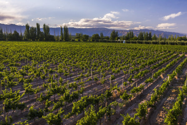 🍇 Mendoza viñas, bodegas y olivos - Image 4