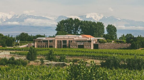 🍇 Mendoza viñas, bodegas y olivos - Image 14