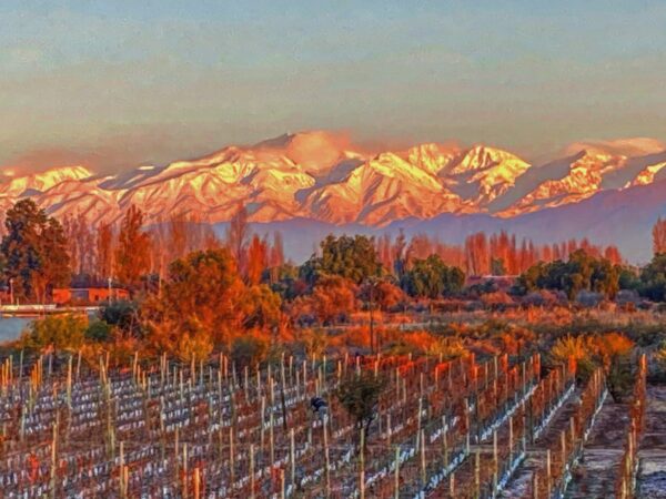 🍇 Mendoza viñas, bodegas y olivos - Image 6