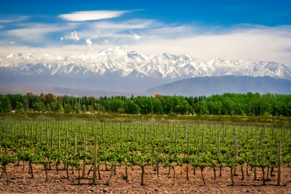 🍇 Mendoza viñas, bodegas y olivos - Image 3